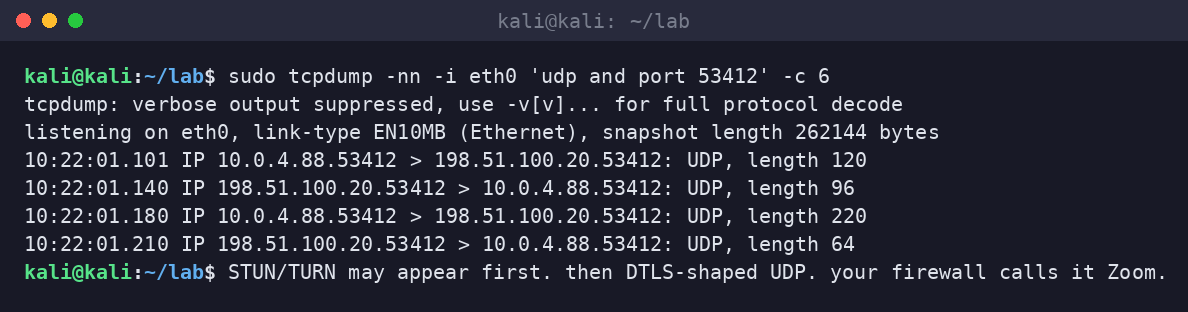 Kali terminal tcpdump of UDP between lab peers on high ports during a WebRTC datachannel session.